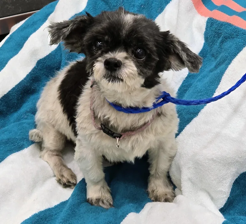 An adult small-sized female Black Shih Tzu dog named 26-475 for adoption in Amityville, NY