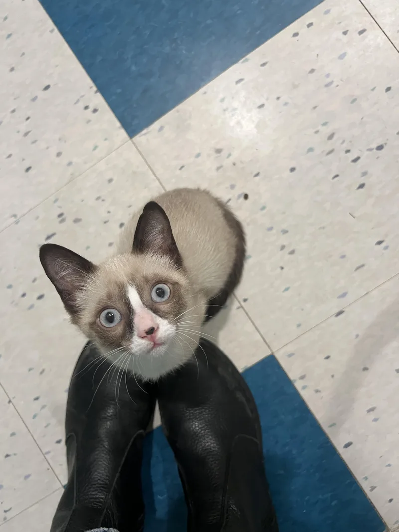 A baby medium-sized female Gray & White Domestic Short Hair cat named Smudge! for adoption in Wellesley, MA