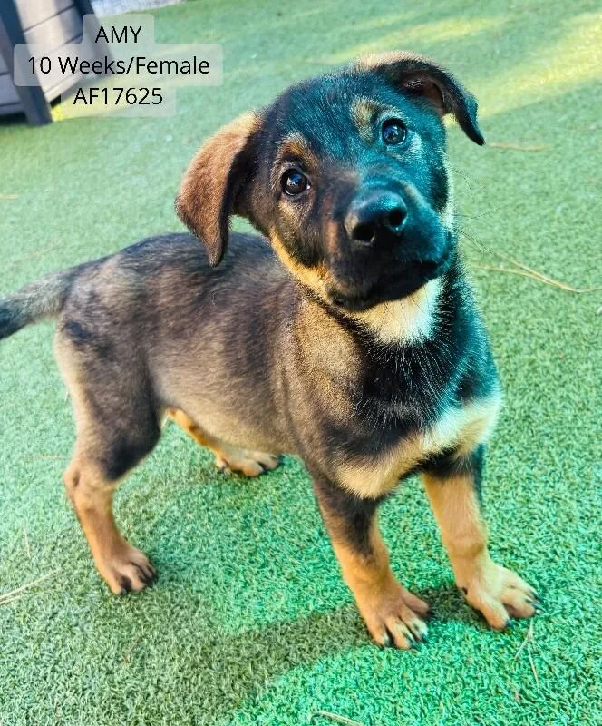 A young small-sized female Rottweiler dog named Amy for adoption in Supply, NC