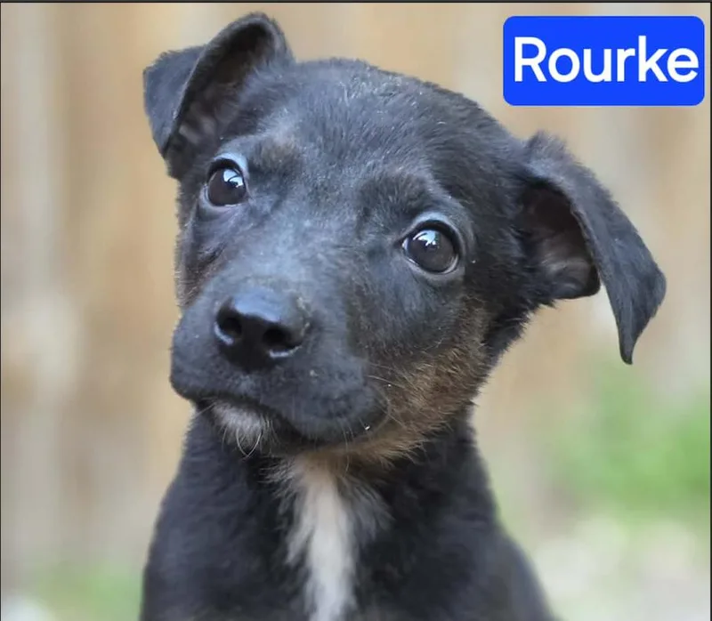 A baby large-sized male Black German Shepherd Dog dog named Rourke for adoption in Greeneville, TN