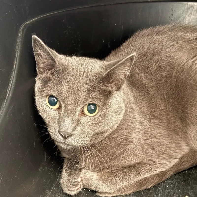 A senior large-sized female Gray / Blue / Silver Domestic Short Hair cat named Ginger for adoption in Taos, NM