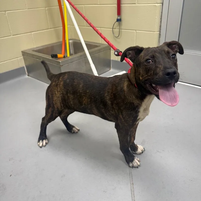 A baby medium-sized male Brown / Chocolate Mixed Breed dog named StrayStMarysRoad for adoption in Columbus, GA