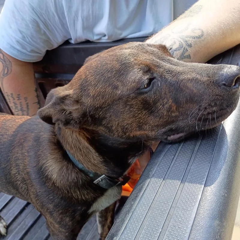 StrayStMarysRoad thumbnail 2