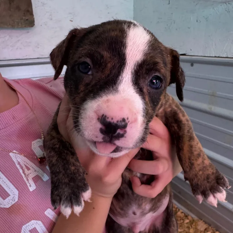 A baby medium-sized male Brindle Mixed Breed dog named Rolly for adoption in Duck River, TN