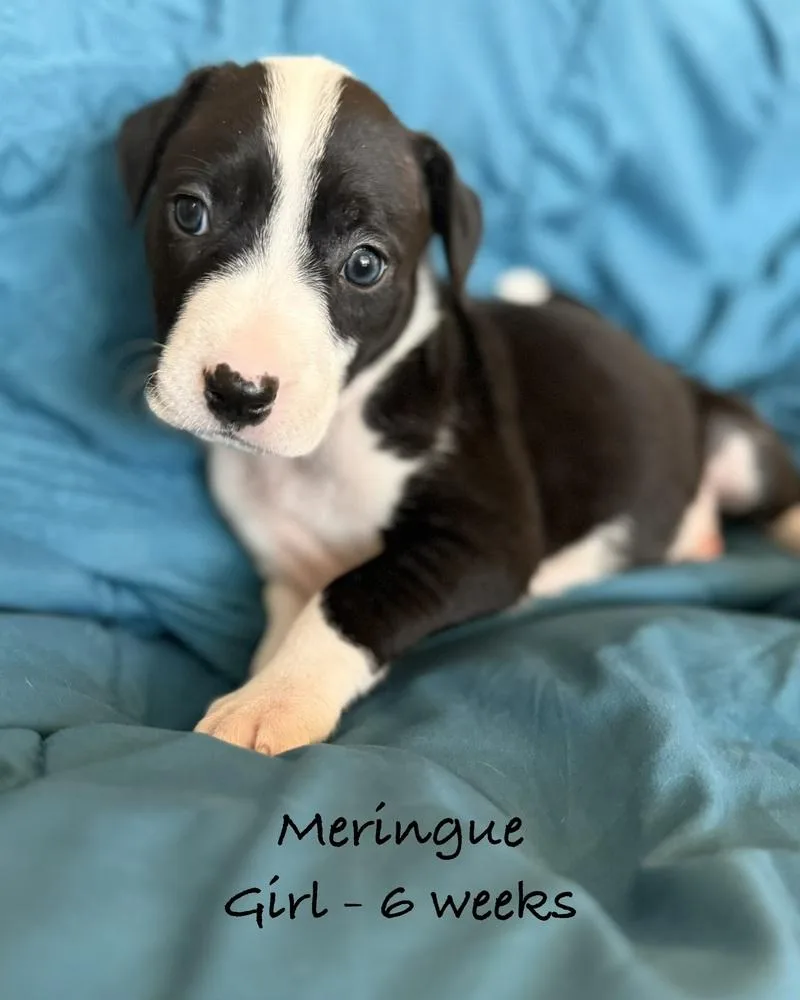 A baby small-sized female Tricolor (Brown, Black, & White) Pit Bull Terrier dog named Meringue for adoption in Colorado Springs, CO