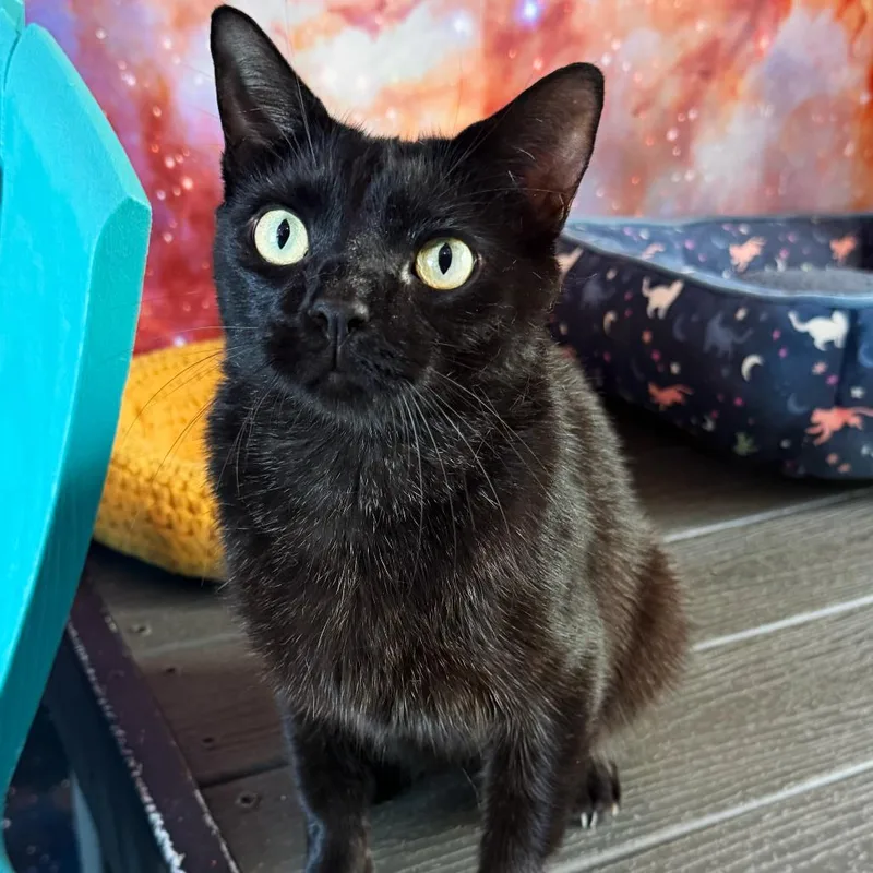 A young medium-sized male Black Domestic Short Hair cat named Hart for adoption in Asheville, NC