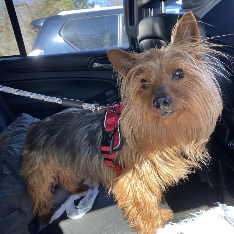 A young small-sized male Brown / Chocolate Yorkshire Terrier dog named Leo for adoption in Memphis, TN