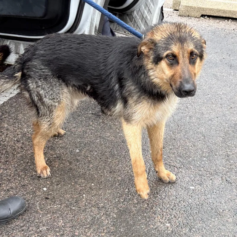 An adult medium-sized male Black German Shepherd Dog dog named Kobe for adoption in Philadelphia, PA