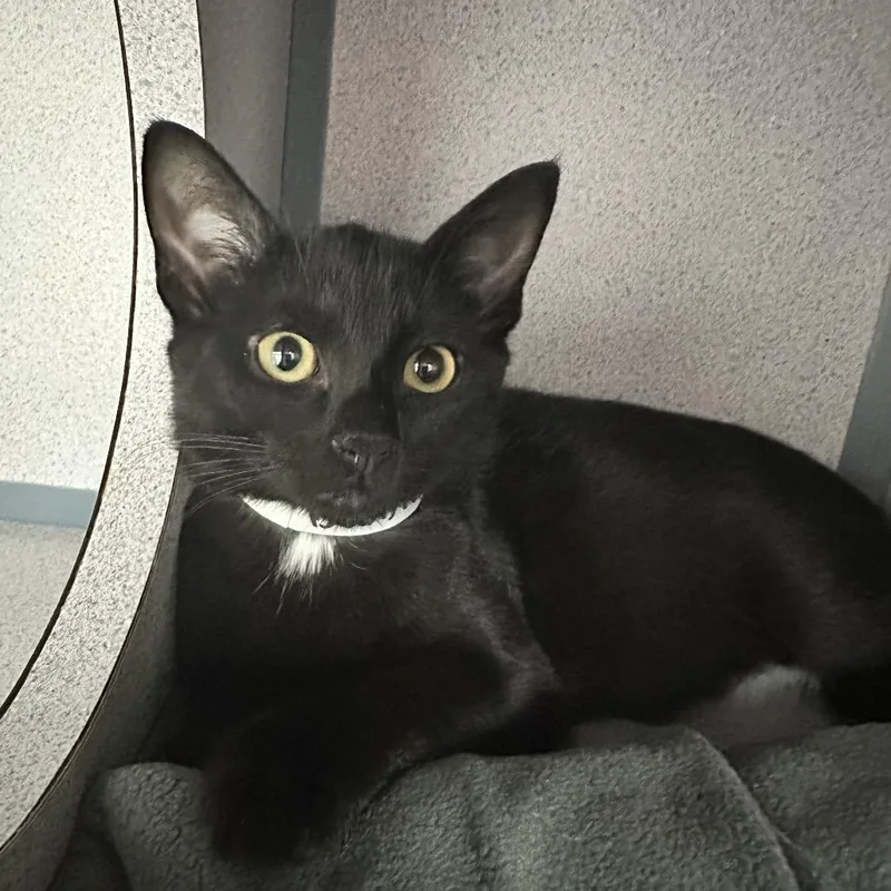 A baby small-sized female Black Domestic Short Hair cat named Bubbles for adoption in Evansville, IN