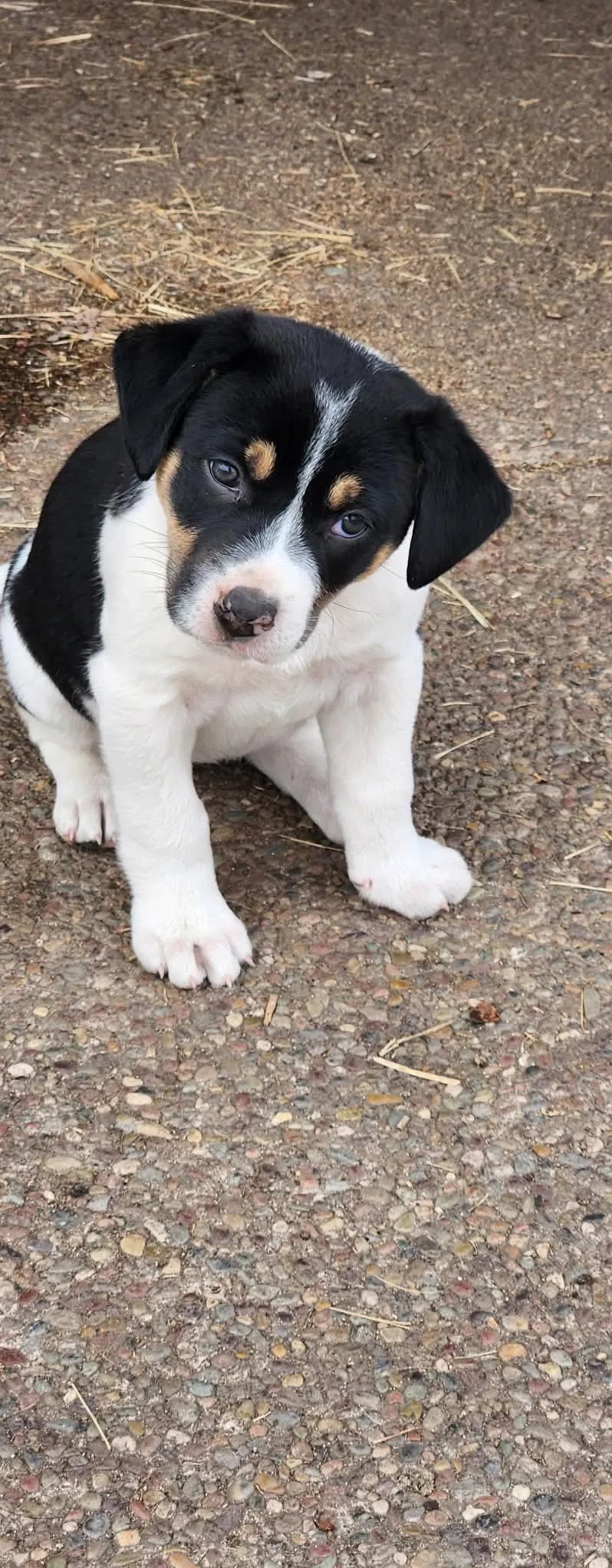 A baby medium-sized female Pit Bull Terrier dog named Evita for adoption in Arlee, MT