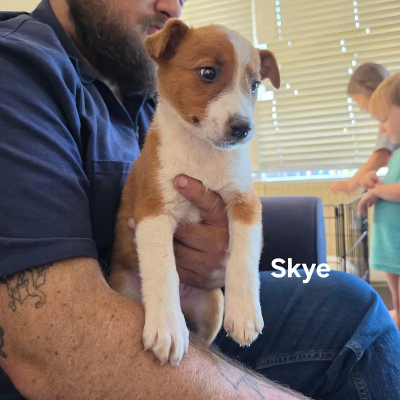 A baby medium-sized female Red / Chestnut / Orange Australian Cattle Dog / Blue Heeler dog named Skye for adoption in Brentwood, CA