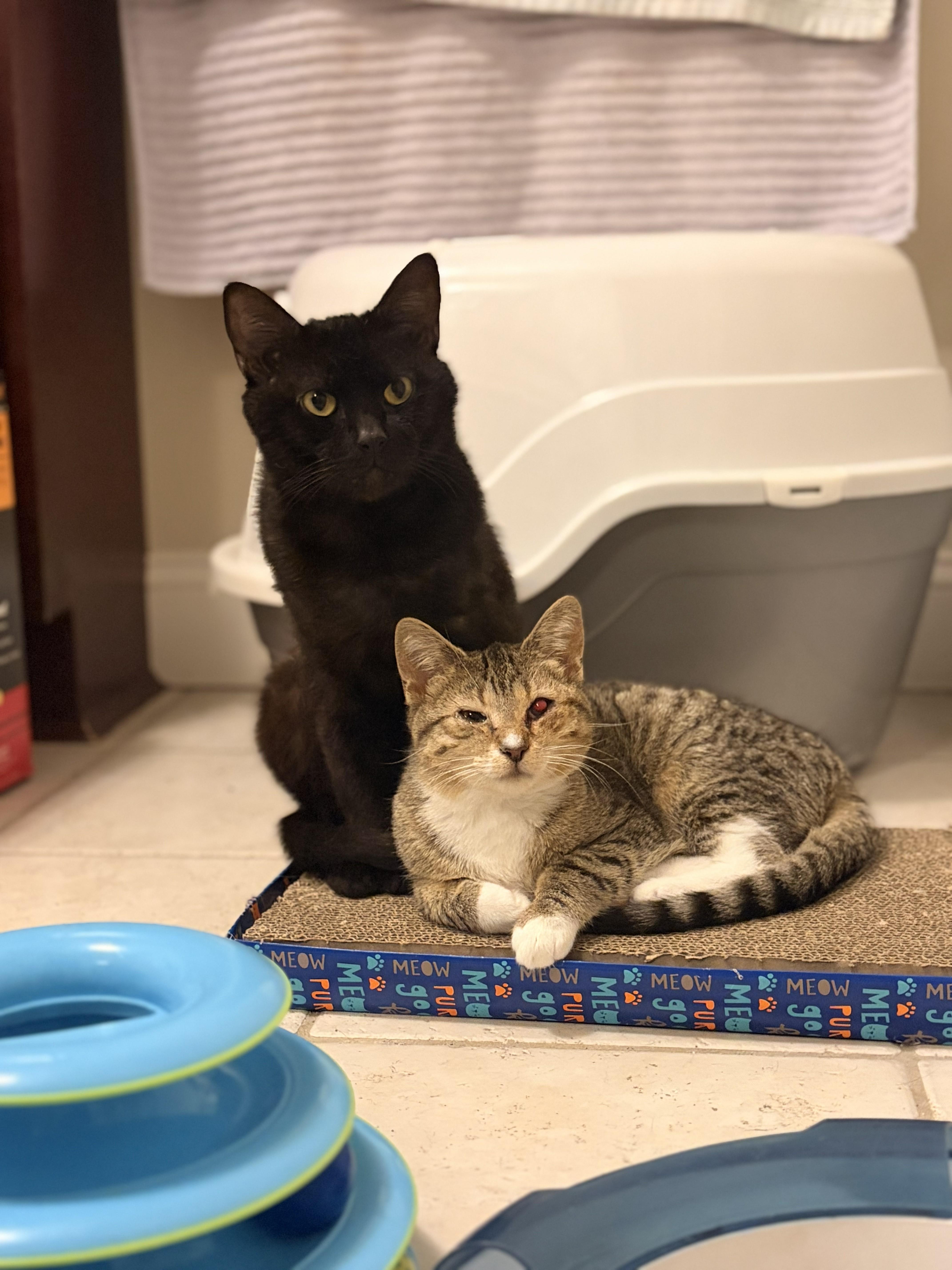 Loki & Darla thumbnail 2