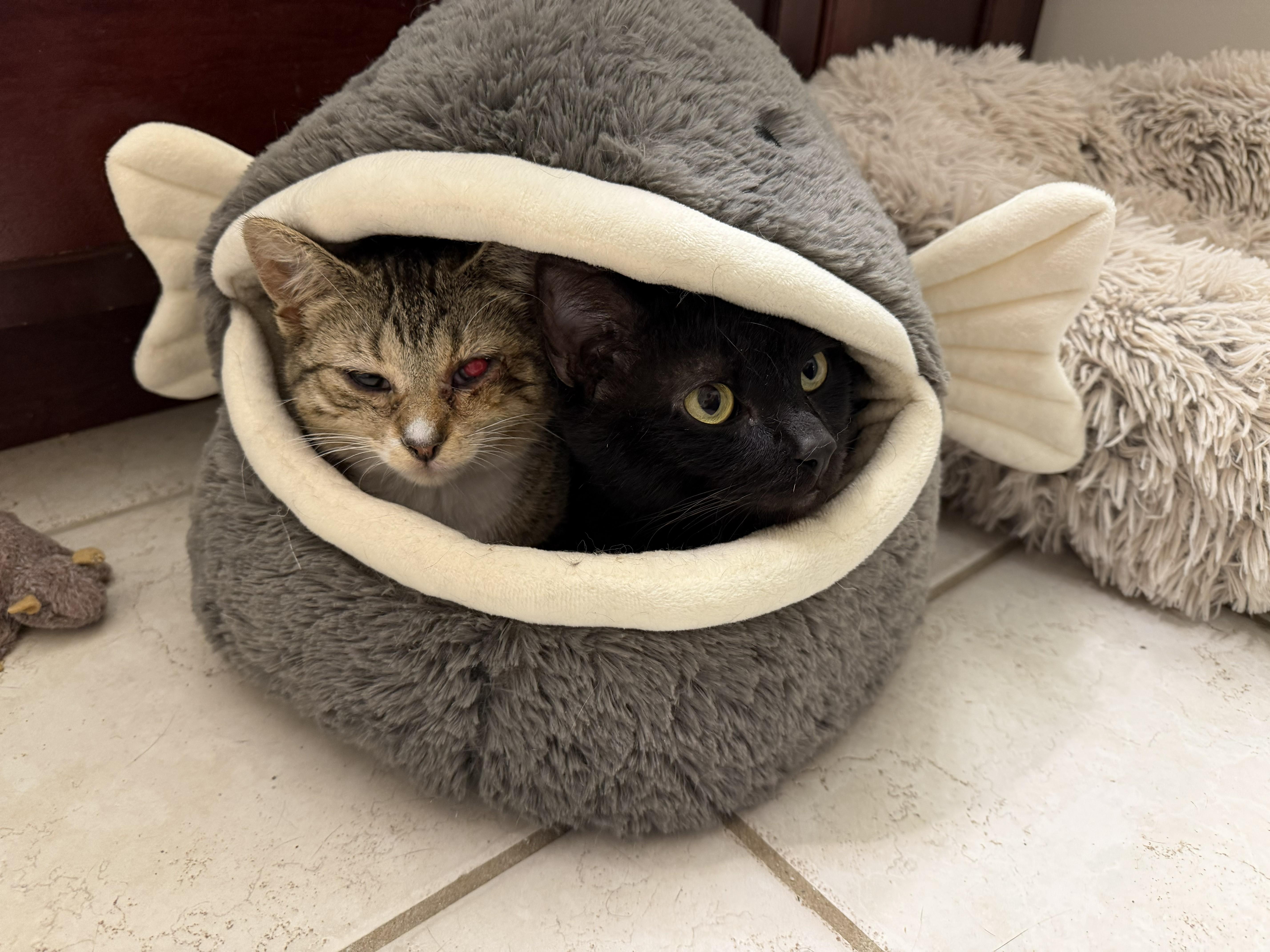 Loki & Darla thumbnail 4