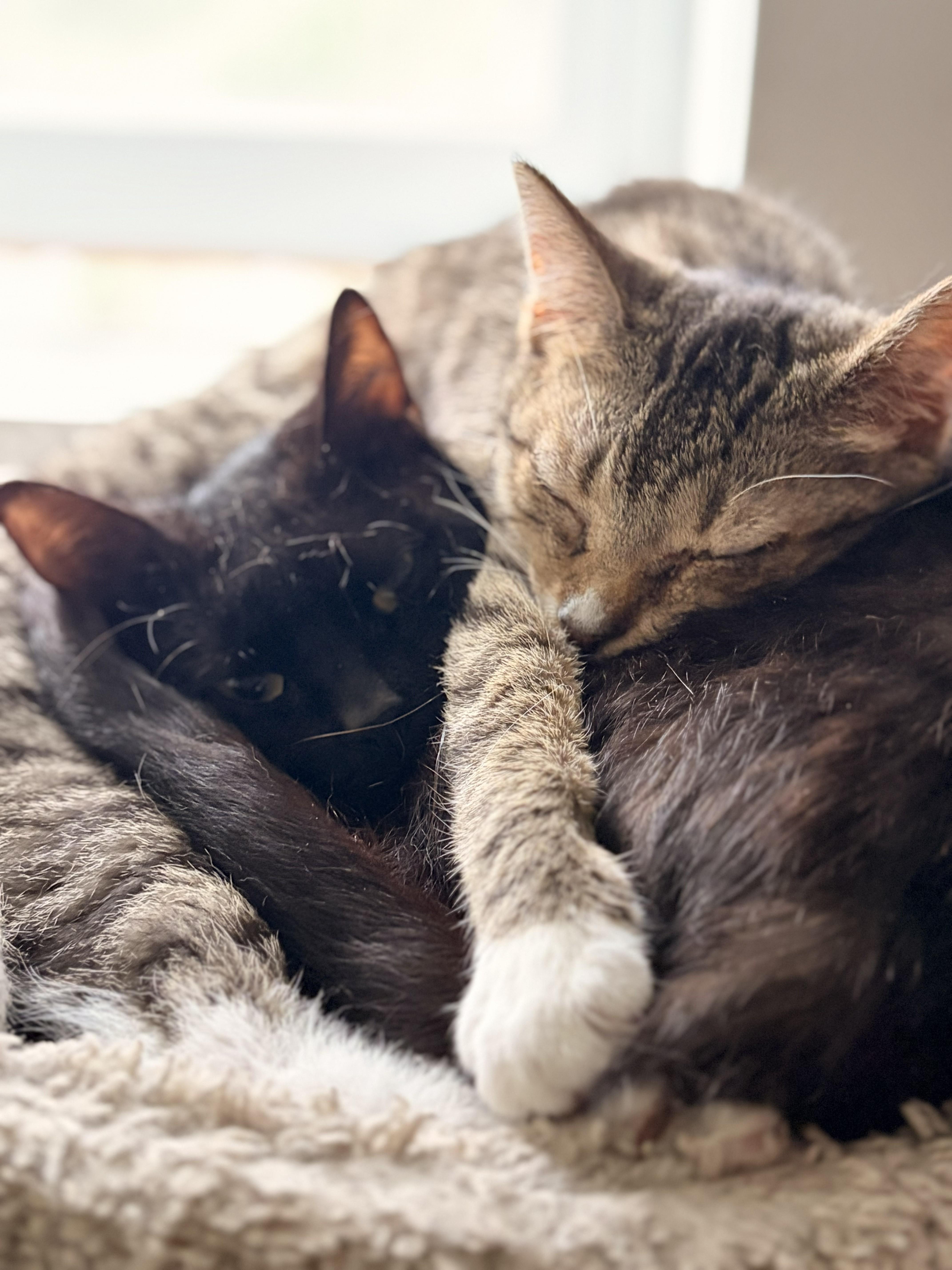 Loki & Darla thumbnail 5