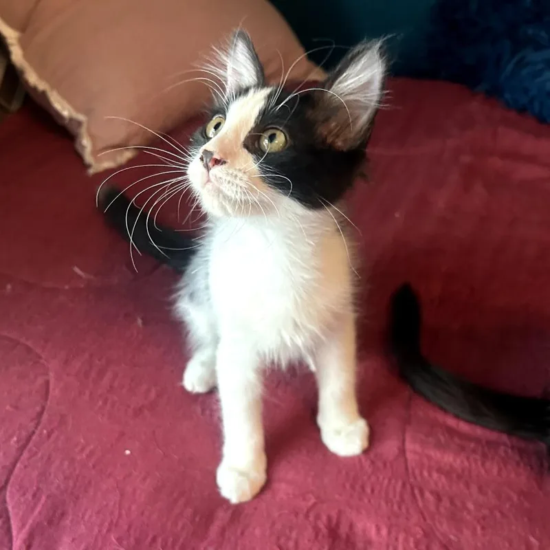 A baby small-sized female Black Domestic Short Hair cat named Dottie for adoption in Long Beach, CA