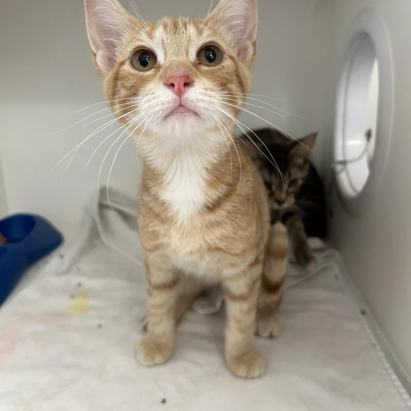 A young medium-sized male Tabby (Orange / Red) Domestic Short Hair cat named Swanson  of for adoption in La Grange Park, IL