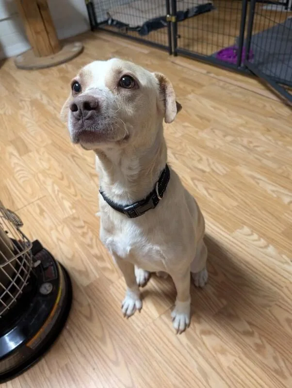 Jollyhw+ thumbnail 4