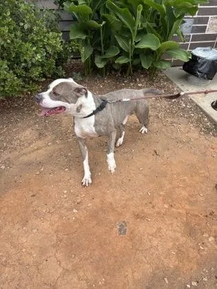 An adult large-sized male Mixed Breed dog named Willy Dean for adoption in Chamblee, GA