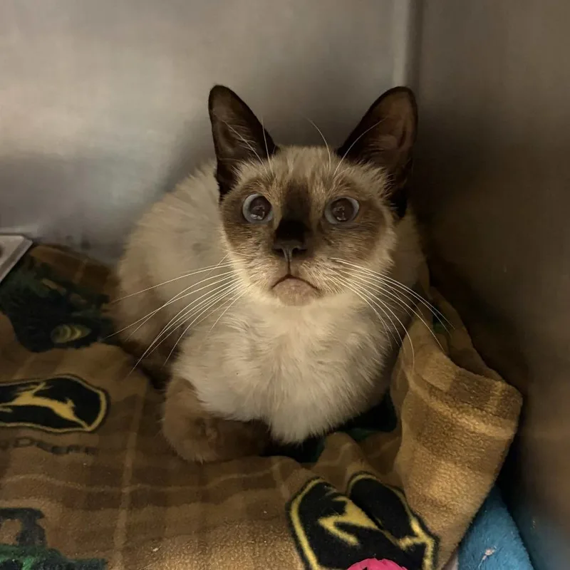 A young medium-sized female Cream / Ivory Siamese cat named Prosecco for adoption in Beaumont, TX