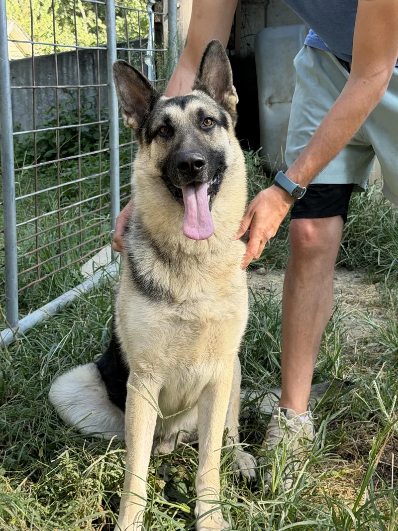 An adult large-sized male German Shepherd Dog named Remington for adoption in Blue Springs, MO