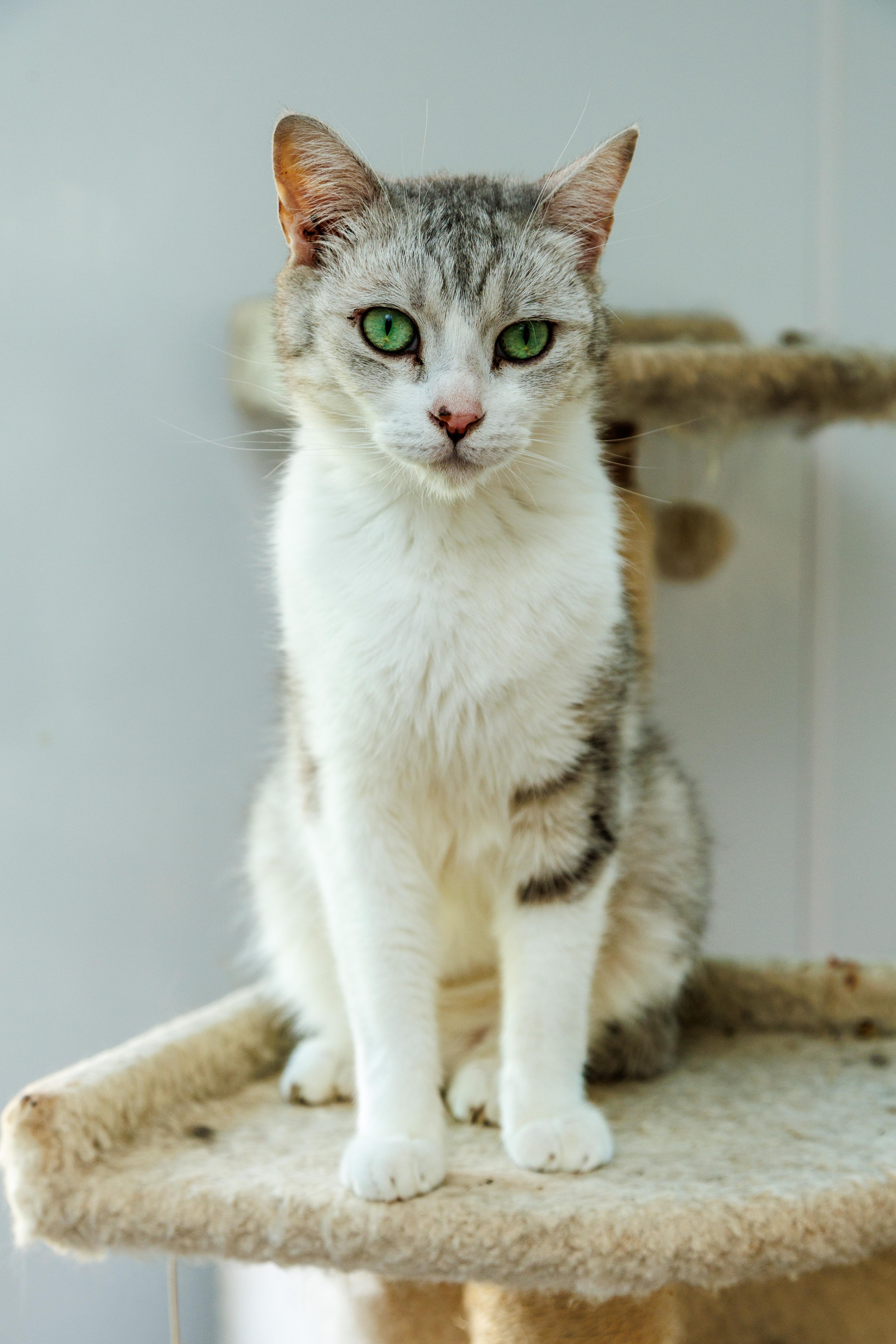 An adult medium-sized male Domestic Short Hair cat named Shang for adoption in Chester Springs, PA