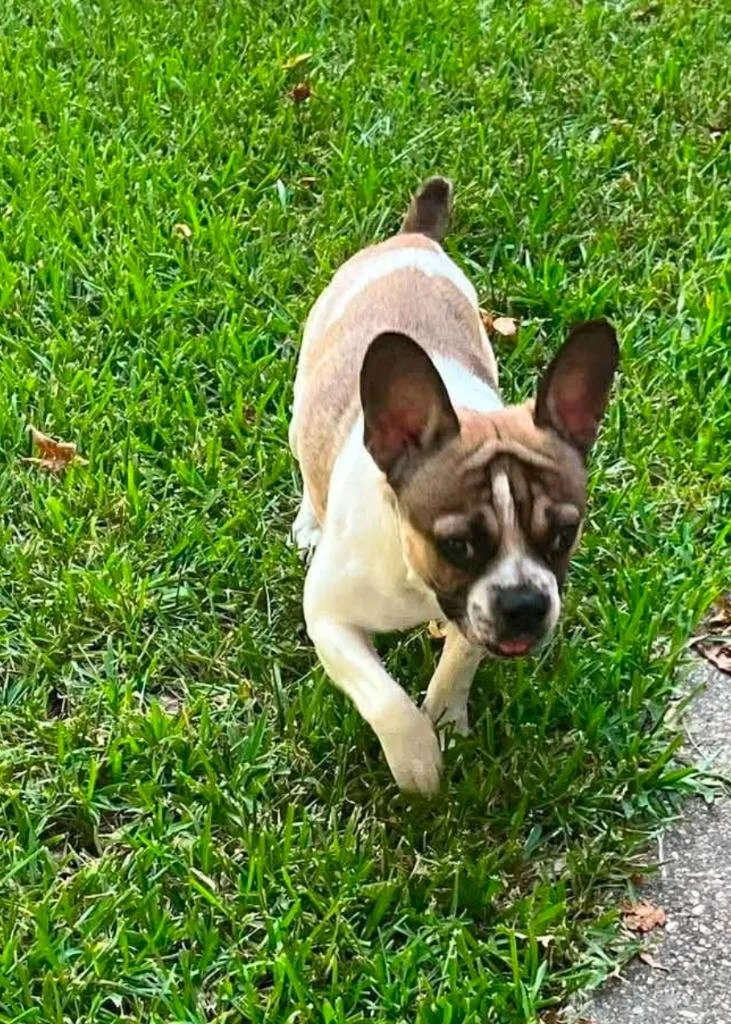 A young medium-sized male French Bulldog dog named Rocco for adoption in El Dorado, AR