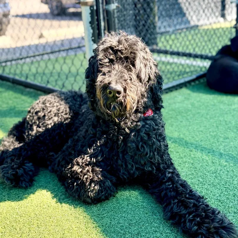 An adult large-sized male Black Standard Poodle dog named Sage A for adoption in Mission Hills, CA