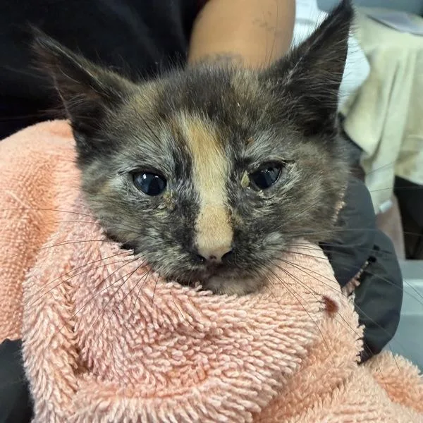 A baby small-sized female Domestic Short Hair cat named Sparrow for adoption in San Diego, CA