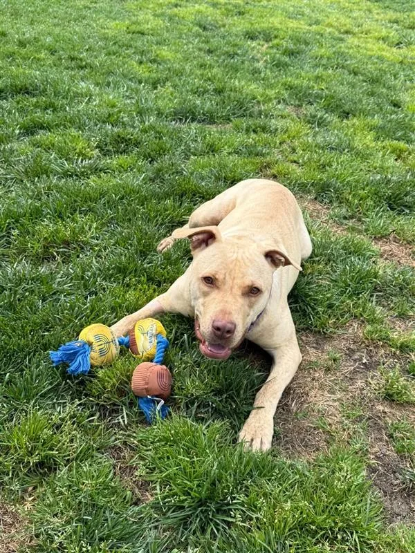 An adult large-sized female Pit Bull Terrier dog named Milli Vanilli for adoption in Elk Grove, CA