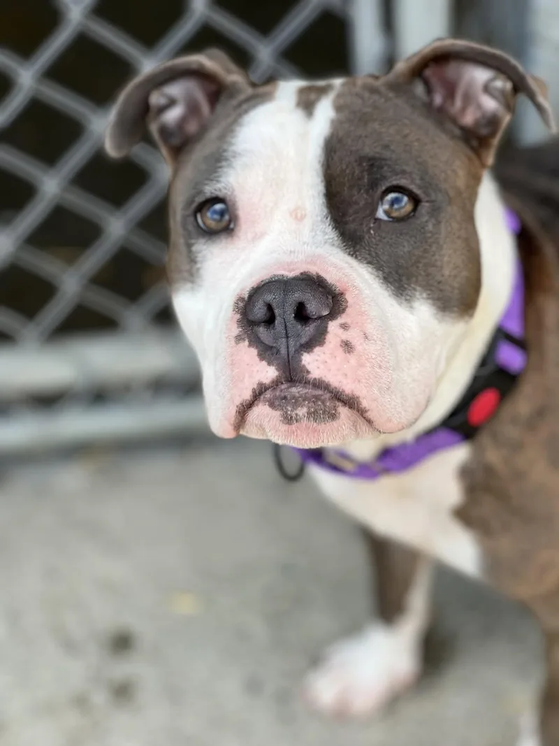 A young medium-sized female Brown / Chocolate Mixed Breed dog named Tofu for adoption in Elmira, NY
