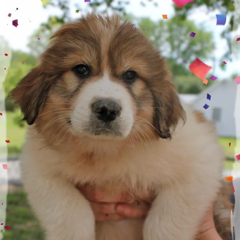 A baby extra large-sized male White / Cream Great Pyrenees dog named Oliver for adoption in Amelia, OH