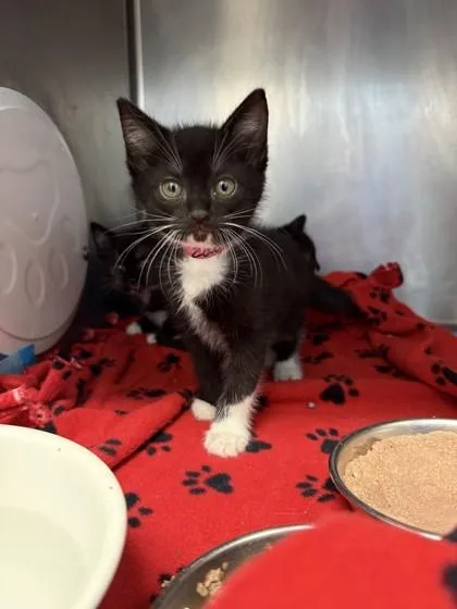 A baby medium-sized male Black & White / Tuxedo Domestic Short Hair cat named Zach for adoption in Lafayette, IN