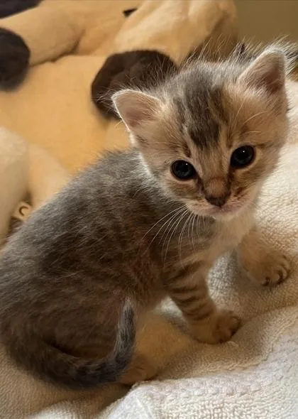 A baby small-sized female Tabby (Gray / Blue / Silver) Domestic Short Hair cat named Huzbah for adoption in Bishop, GA