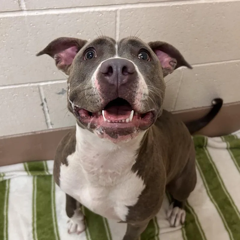 A young medium-sized female Gray / Blue / Silver American Staffordshire Terrier dog named Bella for adoption in Reno, NV
