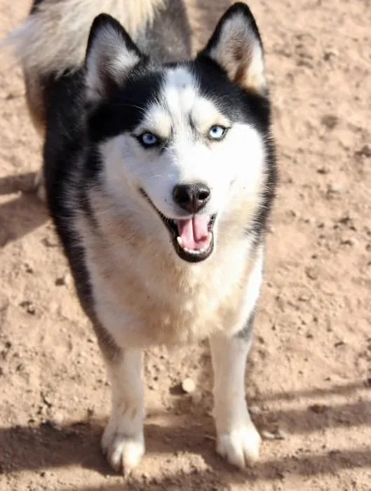 A young small-sized male Pomsky dog named Mojo for adoption in Casa Grande, AZ
