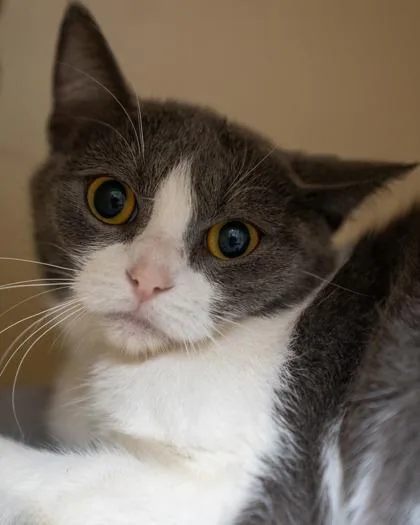 An adult small-sized female Domestic Short Hair cat named Haruko for adoption in Pequot Lakes, MN