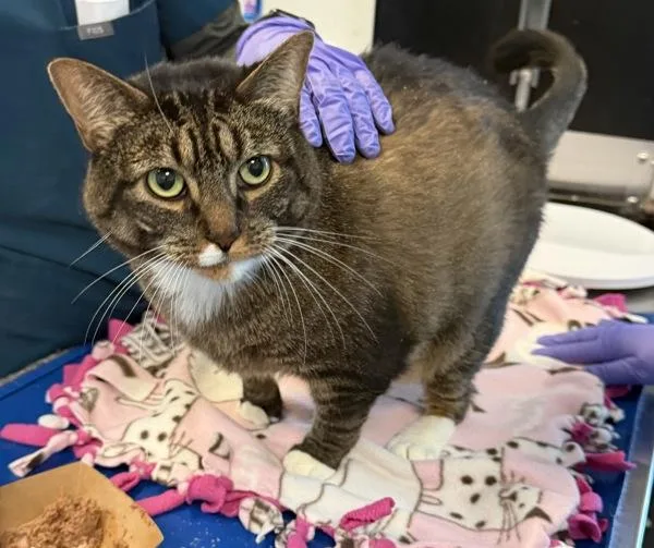 An adult large-sized female Domestic Short Hair cat named Luna Harvest for adoption in New York, NY