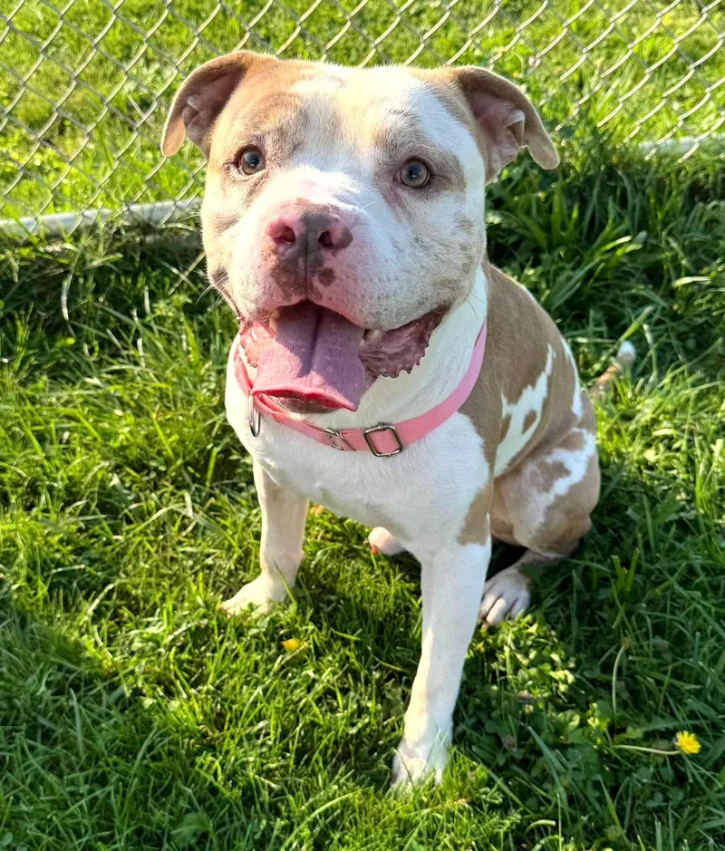 A young medium-sized male Red / Chestnut / Orange American Staffordshire Terrier dog named Deablo for adoption in Euclid, OH