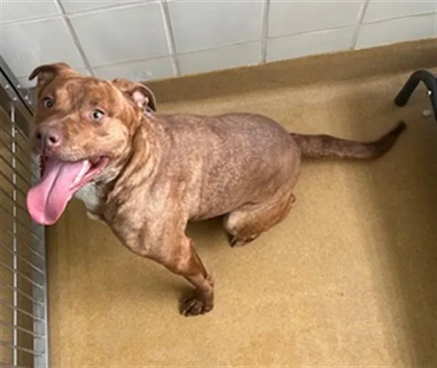 A young medium-sized female Pit Bull Terrier dog named Hazel for adoption in Derwood, MD