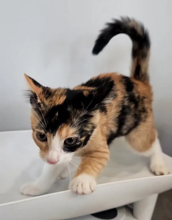 A baby medium-sized female Domestic Short Hair cat named Callie for adoption in Cleveland, TN