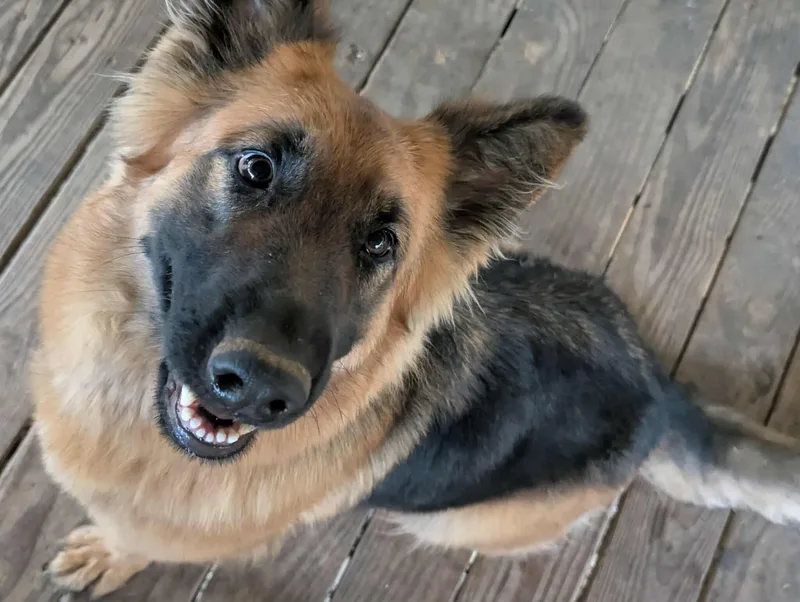 A young large-sized female German Shepherd Dog dog named Stella for adoption in Fosters, AL