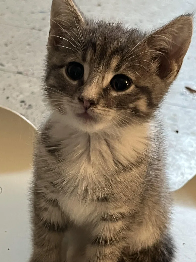 A baby medium-sized female Gray & White Domestic Short Hair cat named Glitter Gray for adoption in Trenton, NJ