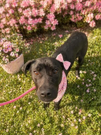 A baby medium-sized female Labrador Retriever dog named Nixie for adoption in Malvern, PA