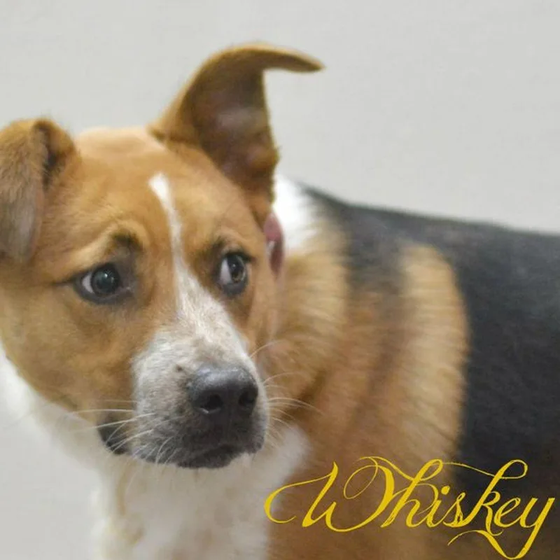 Whiskey