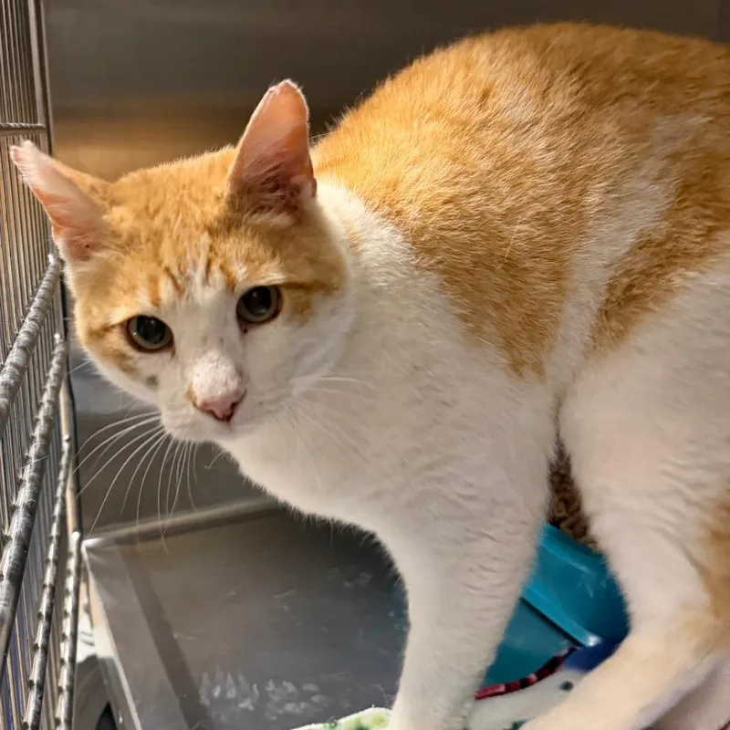 An adult small-sized male Orange / Red Domestic Short Hair cat named Cheddar for adoption in Cody, WY