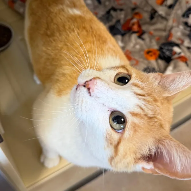 Cheddar thumbnail 2