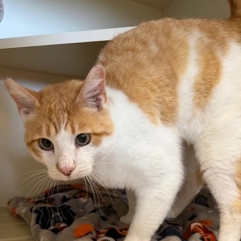 Cheddar thumbnail 3