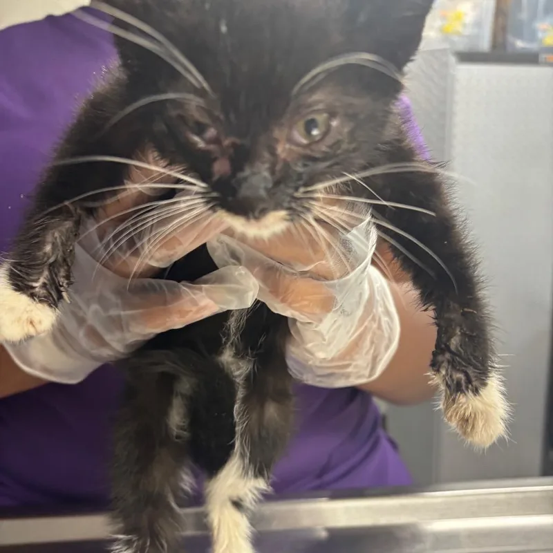 A baby small-sized female Black Domestic Short Hair cat named Ruby for adoption in Newark, NJ