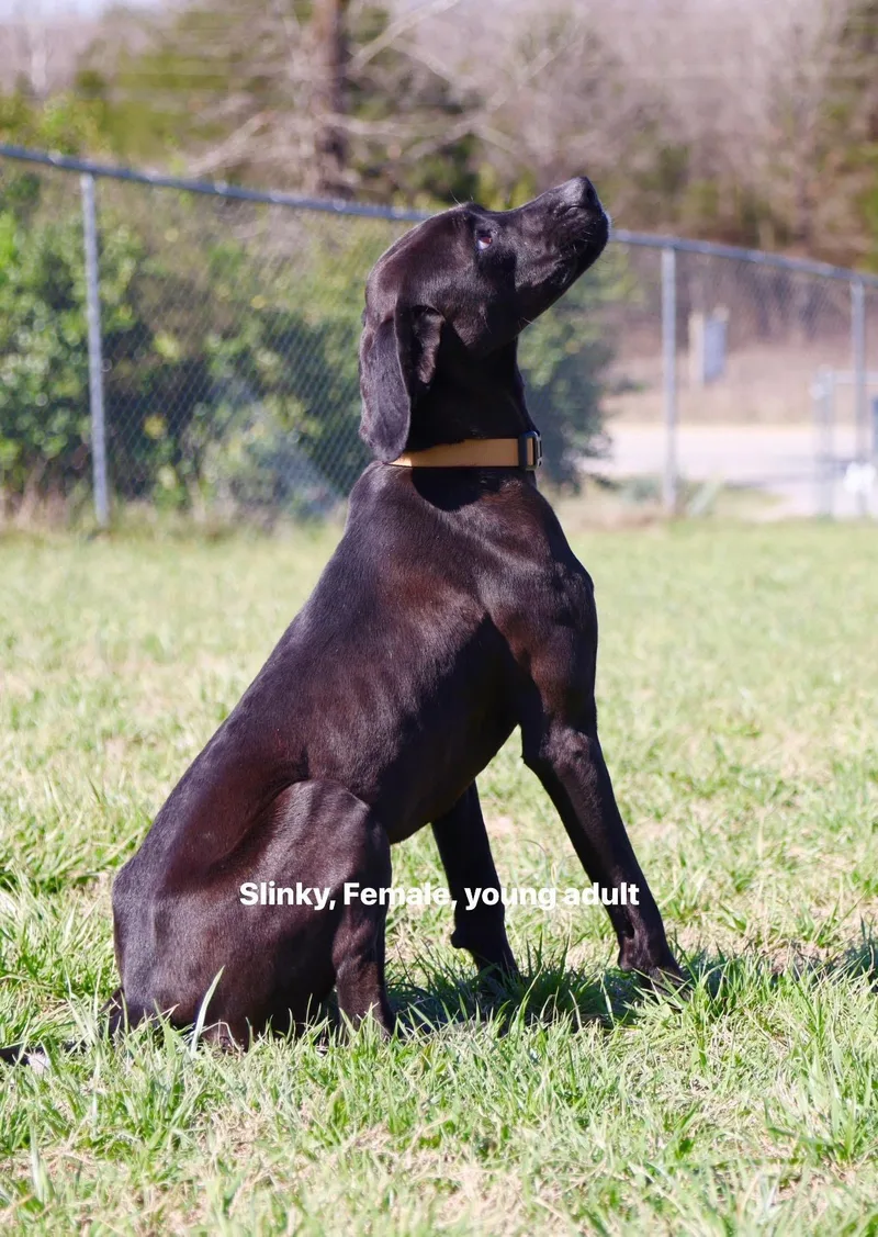 A young large-sized female Black Labrador Retriever dog named Slinky for adoption in Cherokee Village, AR