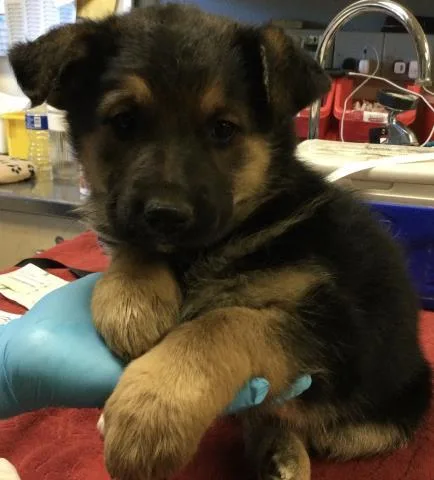 A baby small-sized female German Shepherd Dog dog named Tamara for adoption in Riverside, CA